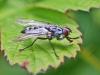 Macronychia striginervis